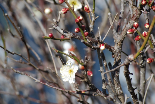 白梅の開花の写真素材