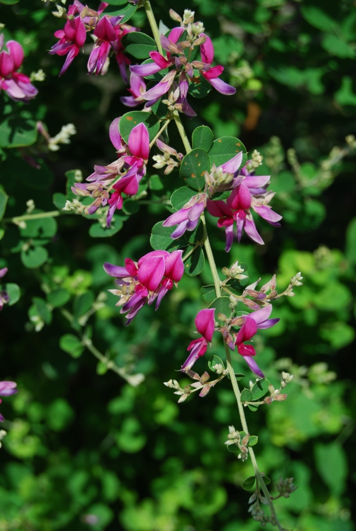 萩の花の写真素材01 画像 写真 壁紙の素材が無料のピクリア