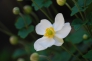白い秋明菊の写真素材