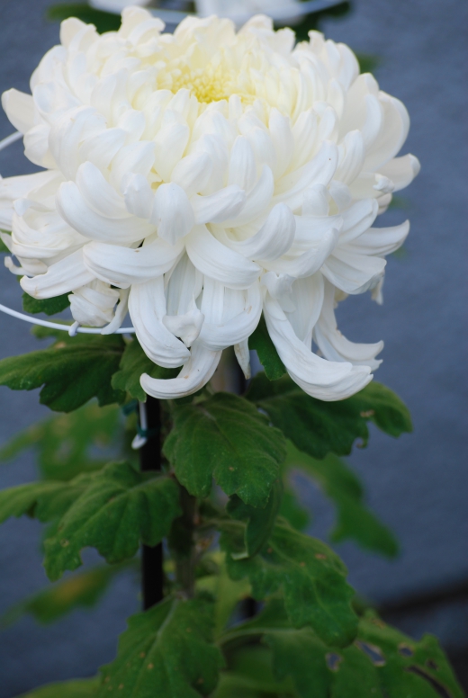 真っ白な大輪の菊の写真素材02