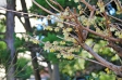 蝋梅の花の写真素材