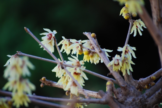 蝋梅の花の写真素材03