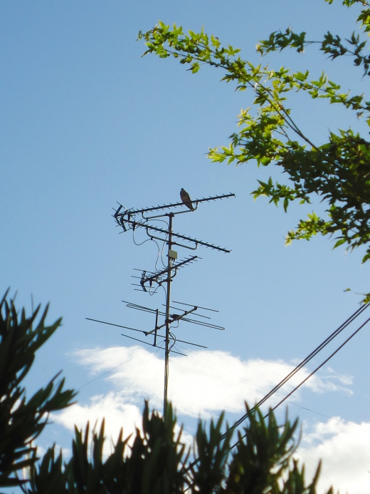 アンテナと鳥の写真素材