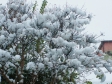 サルスベリと雪の写真素材