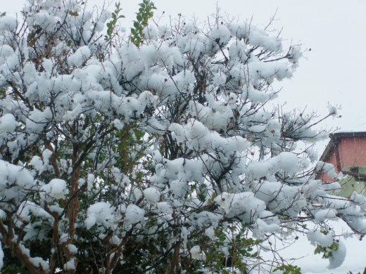 サルスベリと雪の写真素材