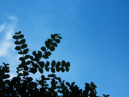 サルスベリの葉と空の写真素材