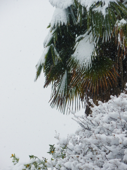 シュロと雪の写真素材