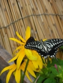 ルドベキアとアゲハ蝶の写真素材