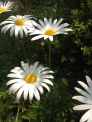 白い菊の写真素材
