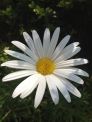 白い菊の写真素材02