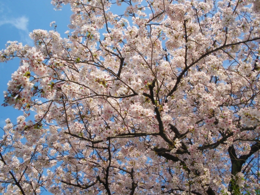 桜の写真素材04