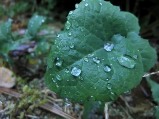 葉と水滴の写真素材02