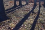 木の影の写真素材