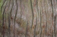 木目の写真素材