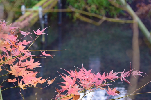 枯れたもみじ・紅葉の写真素材