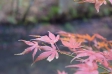 枯れたもみじ・紅葉の写真素材02