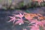 枯れたもみじ・紅葉の写真素材02